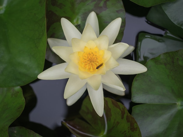 A bee on a water lily in a pond. A water plant.