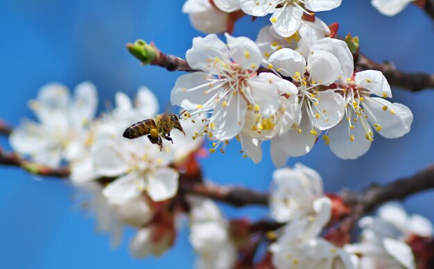 Bee on white apricot flower