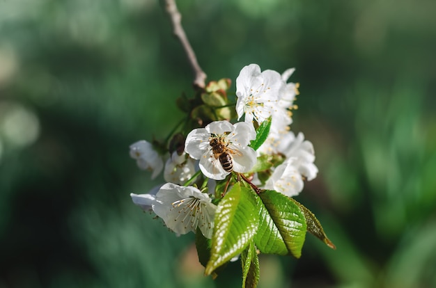 A bee on the white cherry blossoms collects pollen