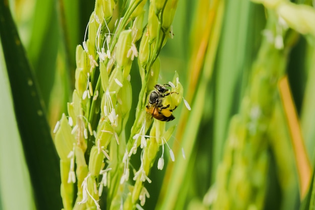 A bee on a white flower, a bee on a rice field,