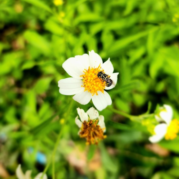 中心が黄色の白い花の上の蜂