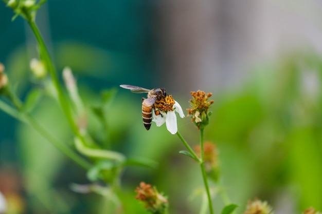 白い野生の花のクローズアップのミツバチApisdorsatafrabicius