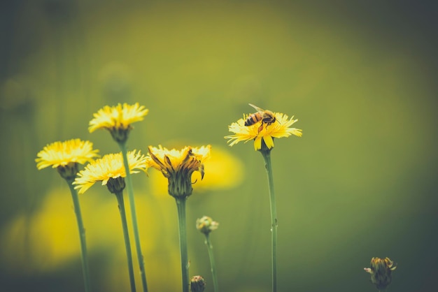 Bee on wild flowers in Pampas Field Patagonia Argentina