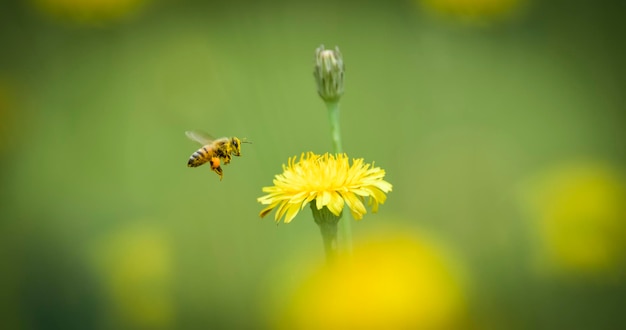 Bee on wild flowers in Pampas Field Patagonia Argentina