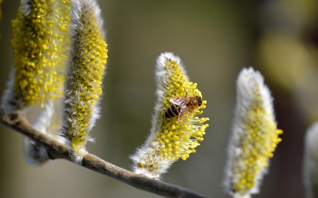 黄色い花を持つ柳の木に蜂