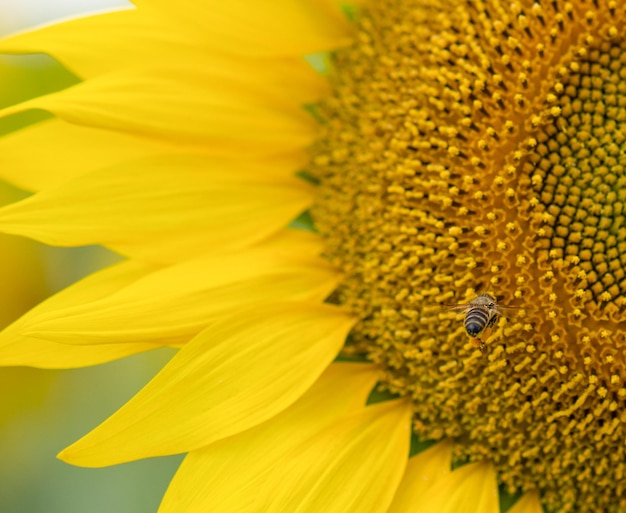 Photo a bee with nectar on its paws flies to a sunflower.