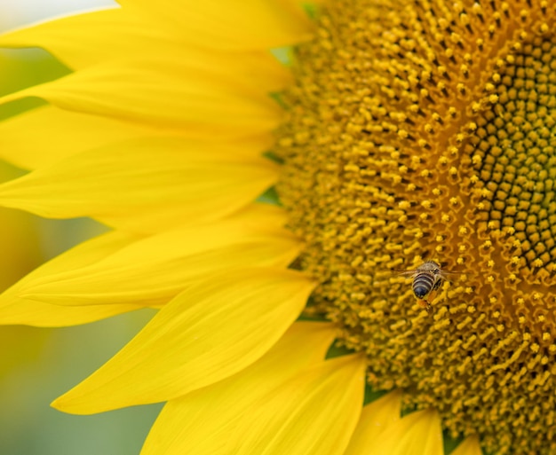 A bee with nectar on its paws flies to a sunflower