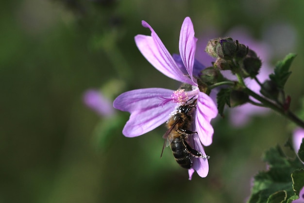 Bee with pollen on a flower.