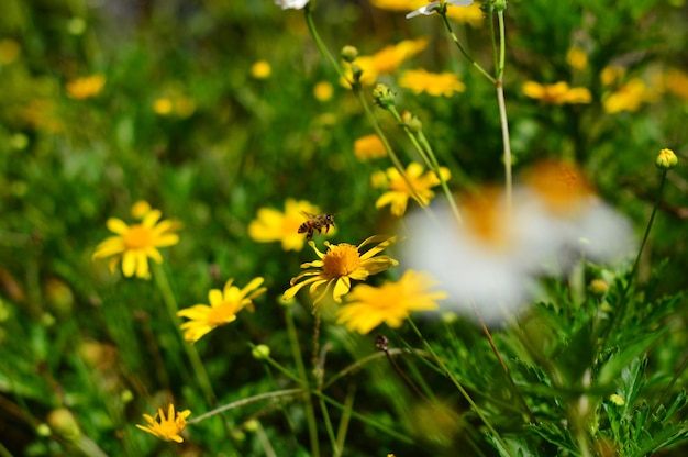 写真 自然の中で黄色い花を持つ蜂