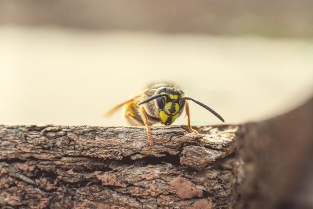 Bee on wooden background close up