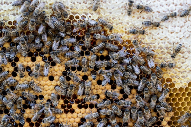 Foto cornice in legno di ape con api e nido d'ape, celle di cera di miele, molti insetti