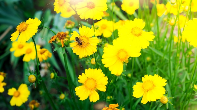 A bee on yellow daisy flower, in garden