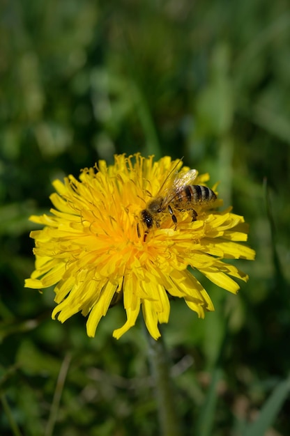 일하는 노란 민들레에 꿀벌