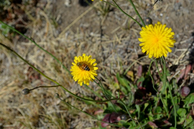 Bee on a yellow dandelion