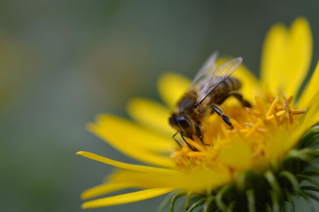 Bee on a yellow flower close up spiky flower