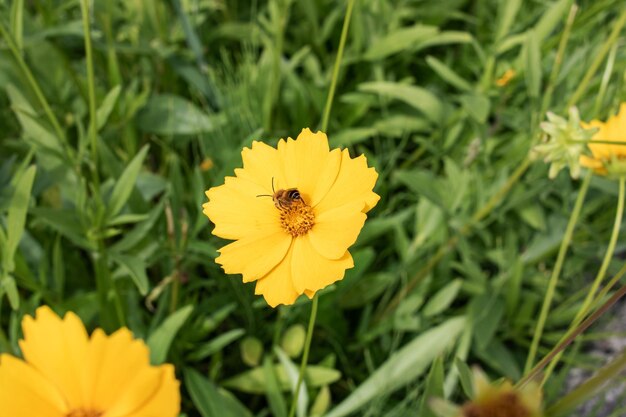 Bee on a yellow flower among green leaves