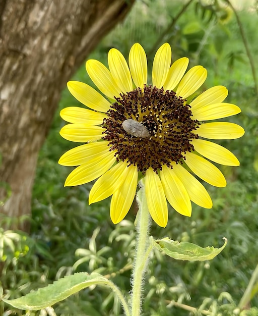 Foto un'ape su un fiore giallo con un'ape su di esso