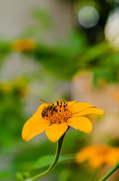 自然な背景を持つ黄色い花に蜂。