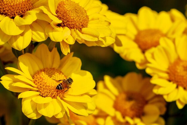 Bee on yellow flower