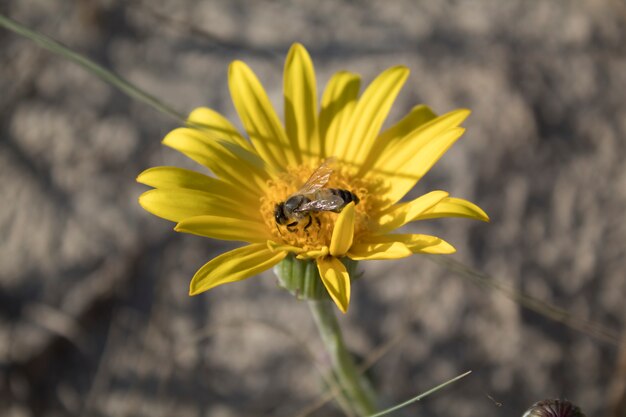 Photo bee in a yellow flower