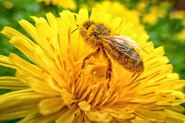 Bee on yellow flower