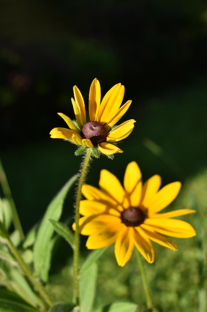 bee on yellow flower