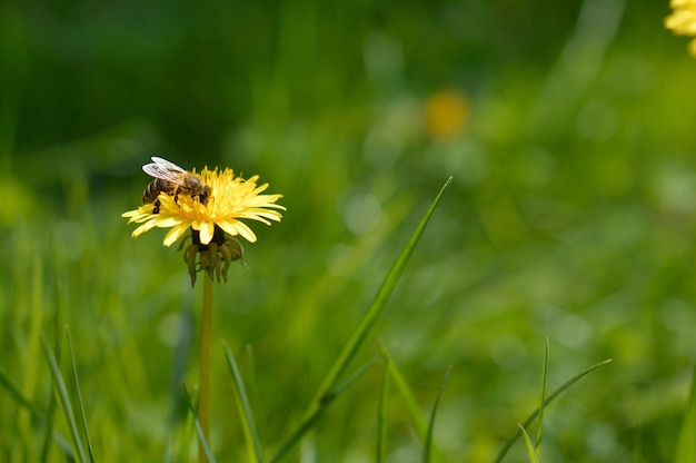 Photo bee on a yellow flower