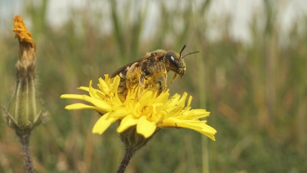 A bee on a yellow flower