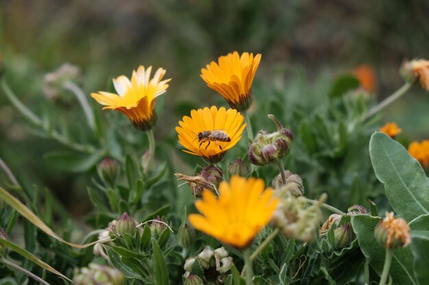 A bee on a yellow flower