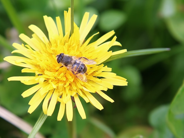 a bee on yellow flower