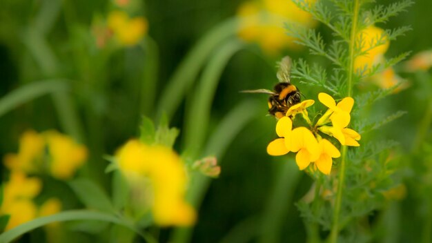 Bee on yellow flowers