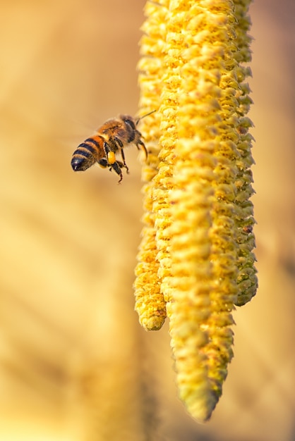 Bee and yellow flowers