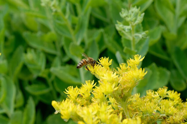 Photo bee on yellow flowers