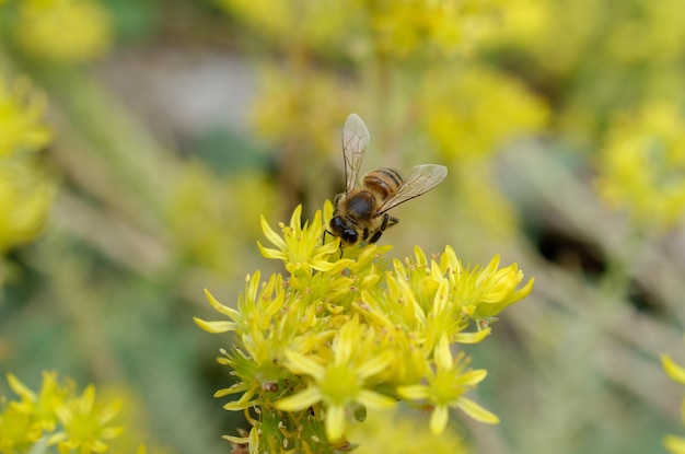 Photo bee on yellow flowers