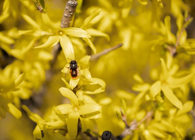 Foto un'ape sul fiore giallo della forsizia