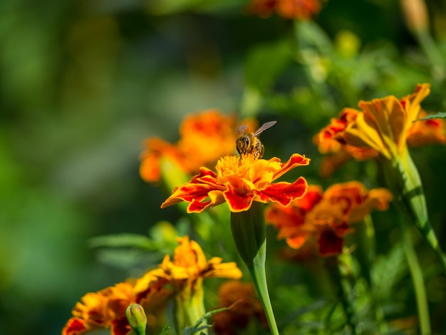 노란색 빨간색 주황색 꽃에 꿀벌