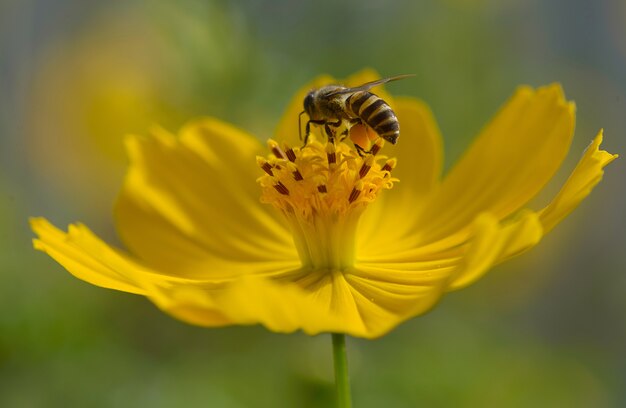 Ape sul fiore giallo