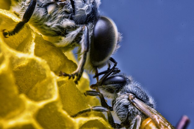 Bee zorgt voor honingraat