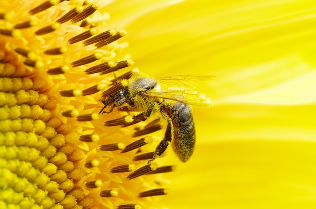 Bee