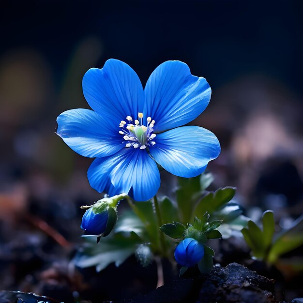 Foto un bellissimo fiore blu