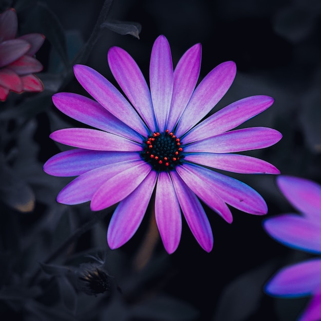 Beeautiful purple flowers in the garden in autumn season