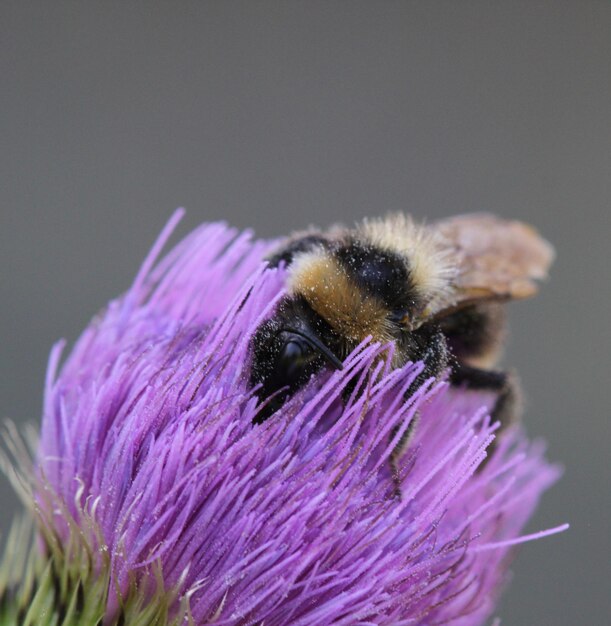 Beebumblebee pollinating a thistle flower - bienehummel bei der bestaubung auf einer distelblute