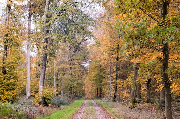 Beech forest in autumn with its pretty golden colors