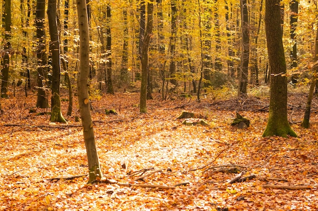 Beech forest in autumn with its pretty golden colors