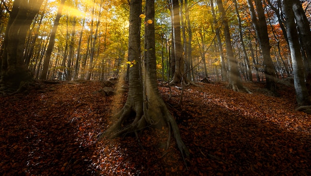 Beech forest in autumn