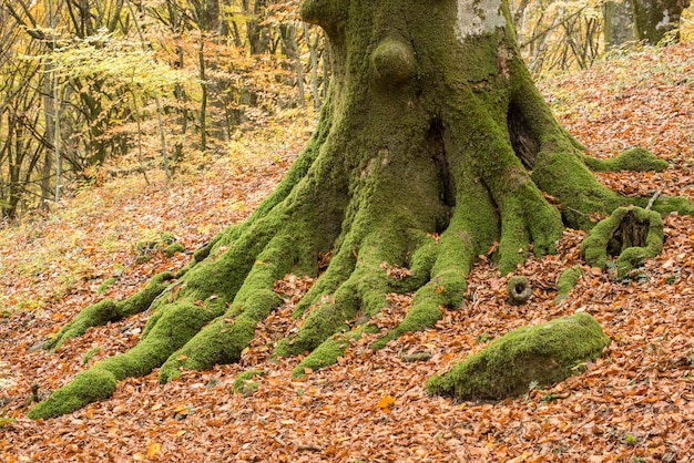 Beech forest in Autumn