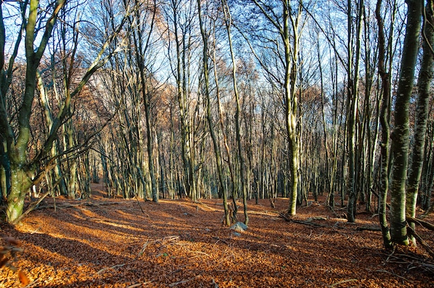 Foto bosco di faggi in autunno