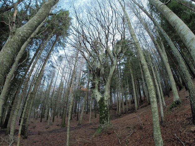 Beech forest with a very old tree in Calamone Ventasso Lake Italy