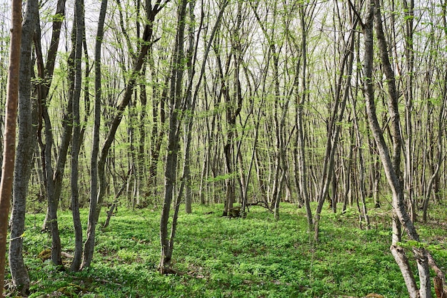 Beech forest