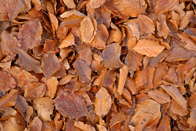 Beech leaves background